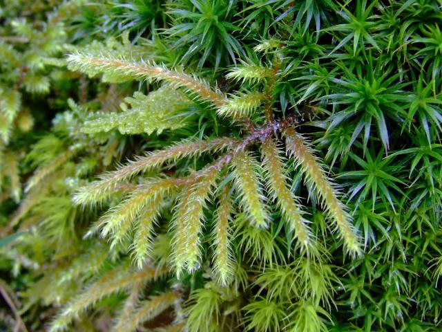 Rhytidiadelphus loreus Little Shaggy moss Images