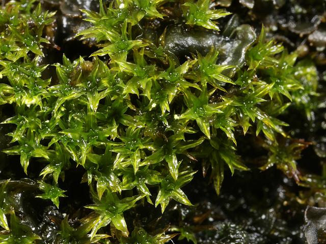 Schistidium maritimum Seaside Grimmia Moss Images