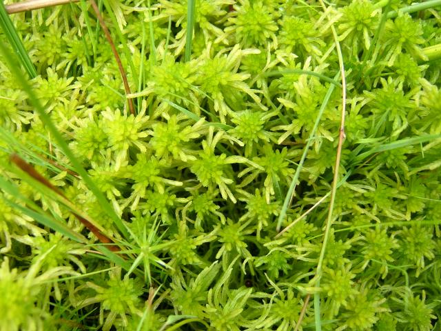 Sphagnum fallax Flat Topped Bog Moss Images