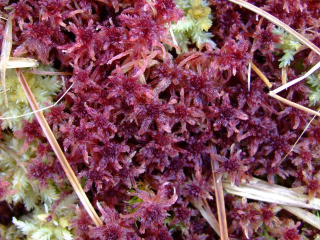 Sphagnum species Bog-moss Images