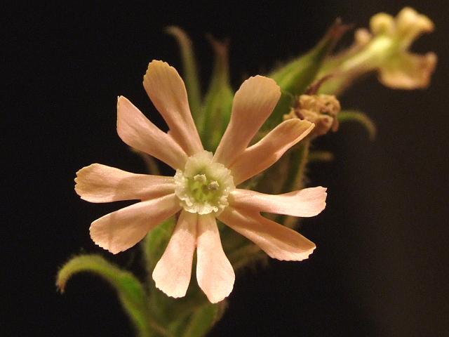 Silene noctiflora Night flowering or Night Scented Catchfly Caryophyllaceae Images