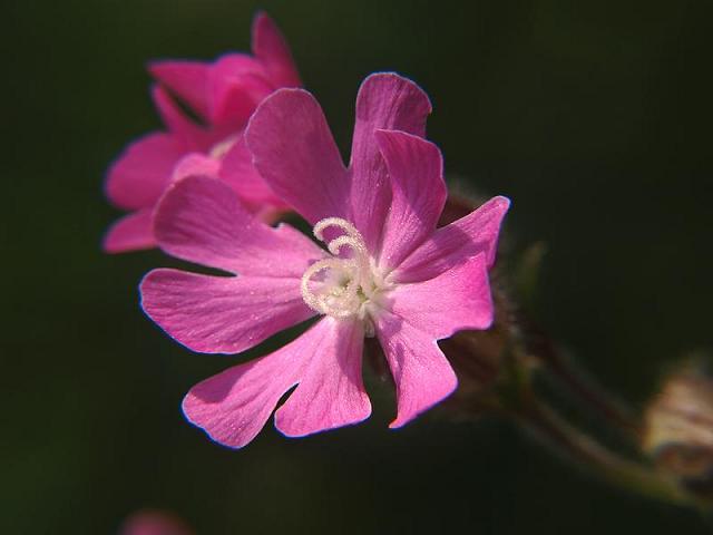 Silene x hampeana Pink Campion Caryophyllaceae Images