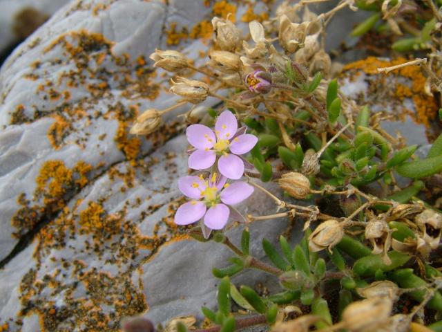 Spergularia rupicola Rock Sea Spurrey Caryophyllaceae Images
