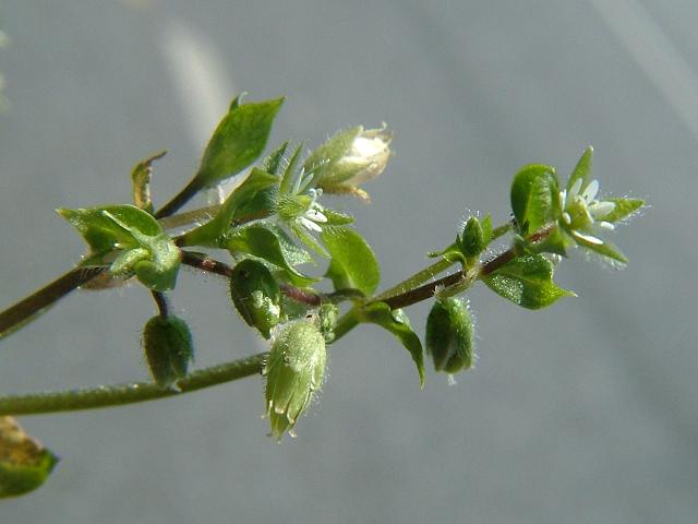 Stellaria pallida Lesser Chickweed Caryophyllaceae Images