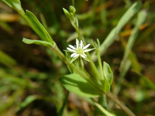Stellaria uliginosa Bog Stitchwort Caryophyllaceae Images