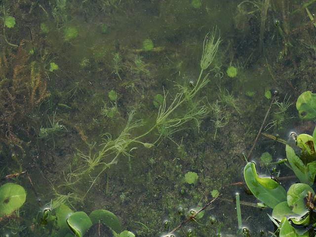 Chara vulgaris Common Stonewort Images