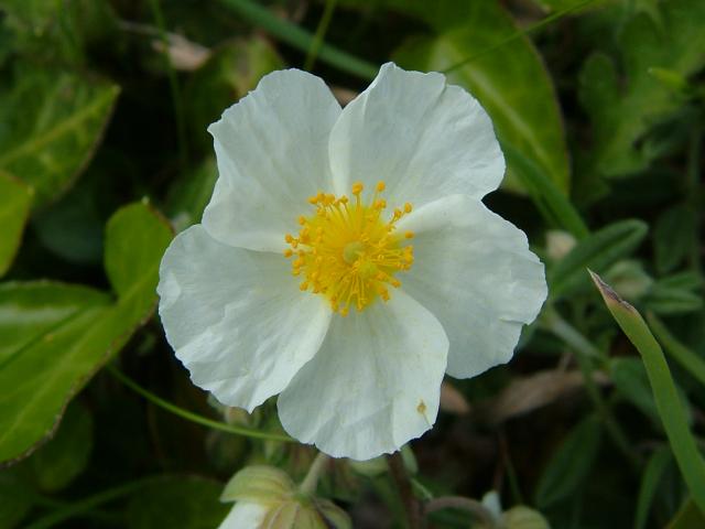Helianthemum apenninum White Rock Rose Cistaceae Images