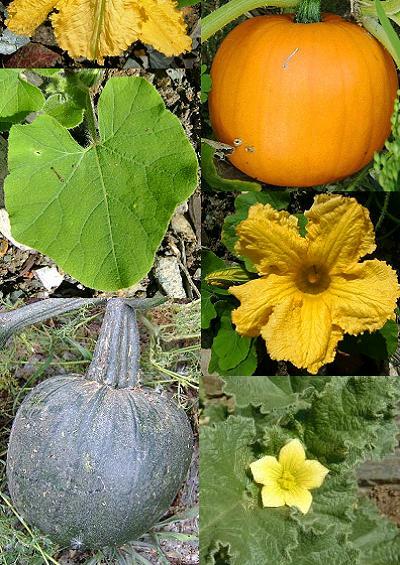 Family Index for Cucurbitales Cucumbers Marrows Melons and Begonias
