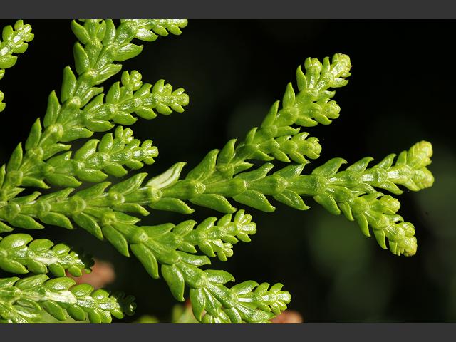 Thuja plicata Western Red Cedar Cupressaceae Images