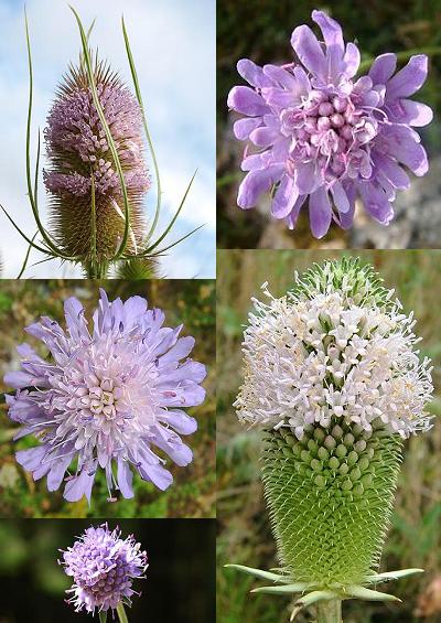 Family Index for Dipsacales Teasel Scabious Valerian