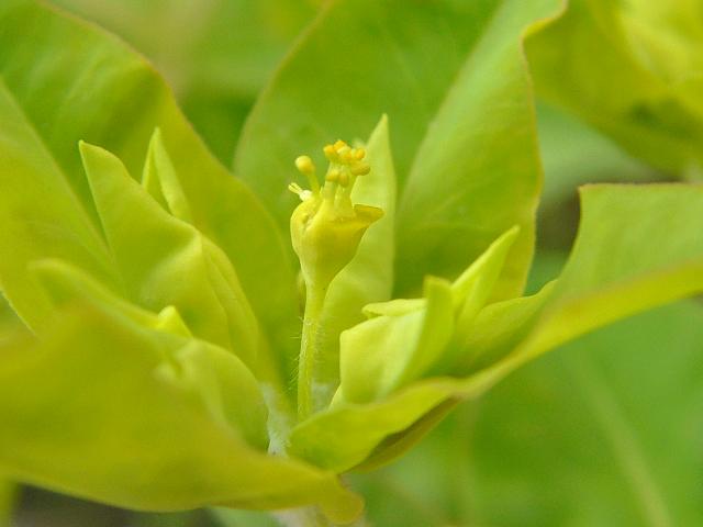 Euphorbia platyphyllos Broad leaved Spurge Euphorbiaceae Images