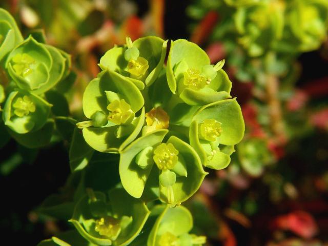 Euphorbia portlandica Portland Spurge Euphorbiaceae Images