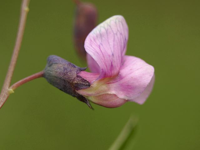 Lathyrus linifolius Bitter Vetch Fabaceae Images