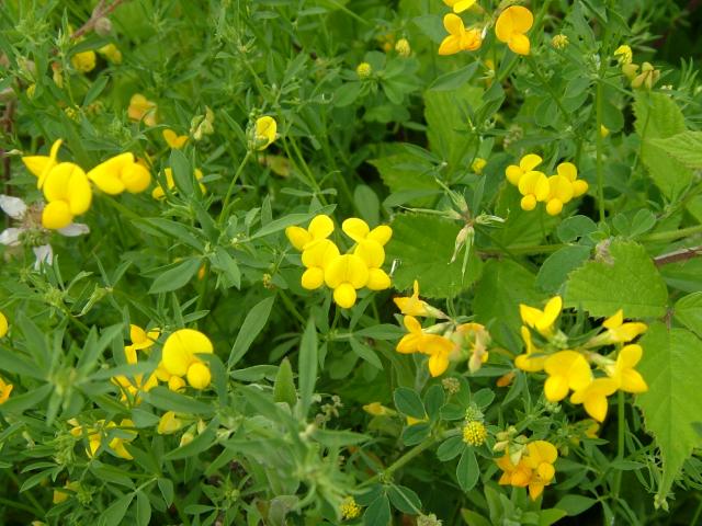 Lotus glaber Narrow leaved Birds foot Trefoil Fabaceae Images