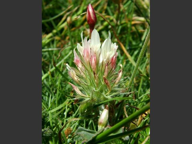 Trifolium incarnatum subspecies molinerii Long headed Clover Fabaceae Images