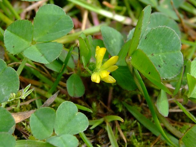 Trifolium micranthum Slender Yellow Trefoil Fabaceae Images