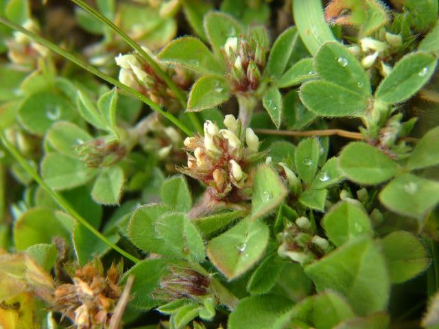Trifolium scabrum Rough Clover Fabaceae Images