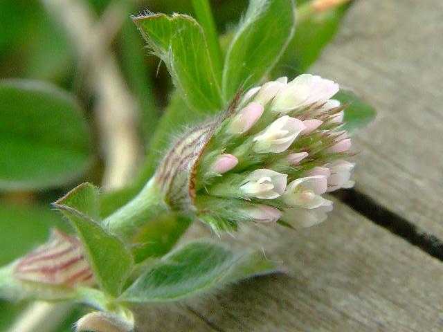 Trifolium striatum Knotted or Soft Clover Fabaceae Images