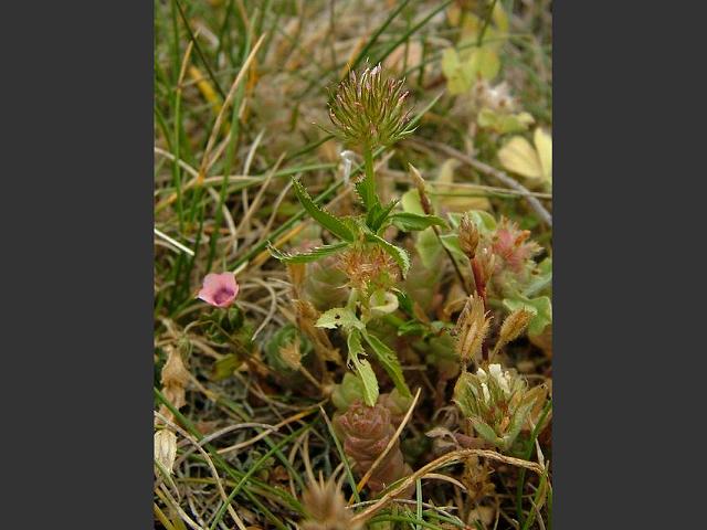 Trifolium strictum Upright Clover Fabaceae Images