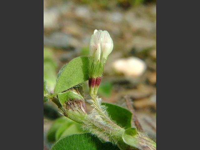 Trifolium subterranium var oxaloides Subterranean or Burrowing Clover Fabaceae Images