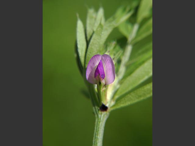 Vicia sativa Common Vetch Fabaceae Images