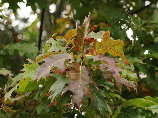 Quercus rubra Red Oak Fagaceae Images