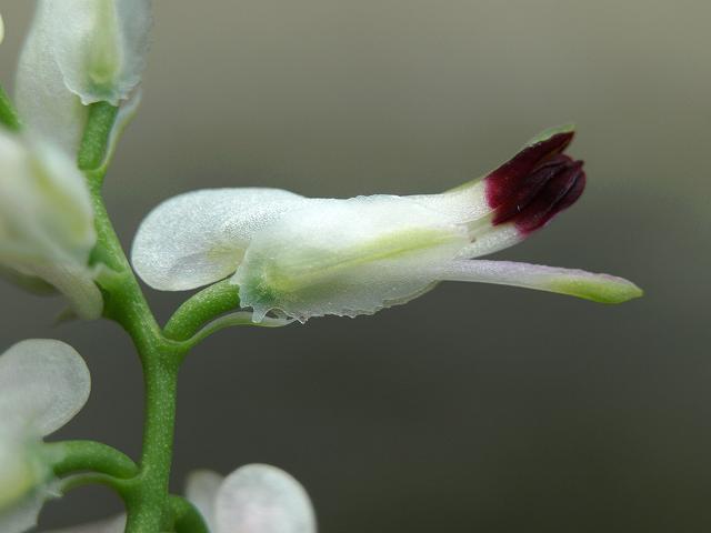 Fumaria capreolata subspecies babingtonii White Ramping Fumitory Fumariaceae Images