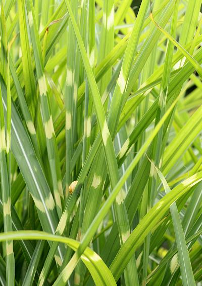Poaceae Sub-family Panicoideae Grass Images