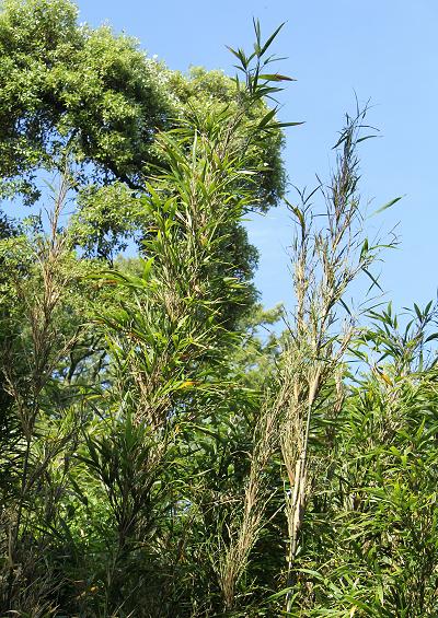 Poaceae Sub-family Bambusoideae Bamboo Images