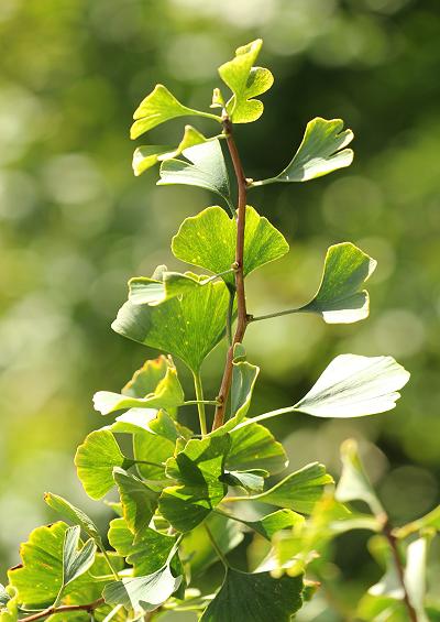 Ginkgoaceae Ginkgo Maidenhair Tree