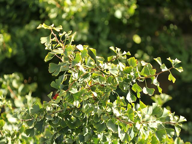 Ginkgo biloba Maidenhair Tree Ginkgoaceae Images