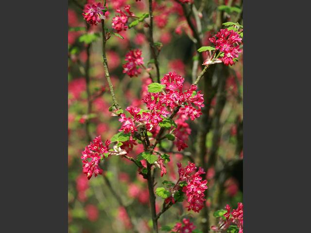 Ribes sanguineum Flowering or Ornamental Currant Grossulariaceae Images