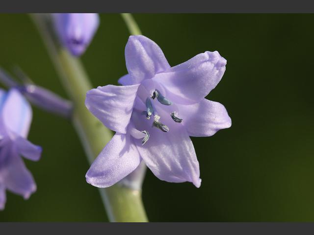 Hyacinthoides non scripta x hispanica Hybrid Bluebell Hyacinthaceae Images