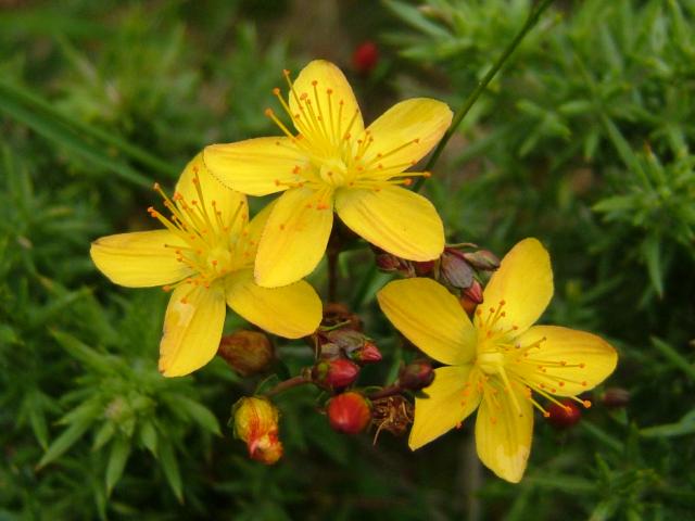 Hypericum pulchrum Slender St Johns wort Hypericaceae Images