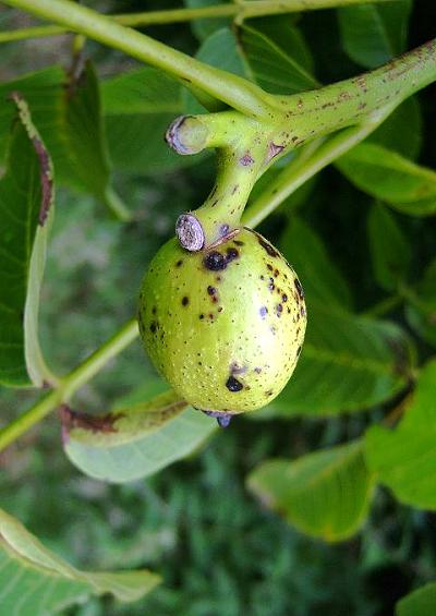 Juglandaceae Walnut Family