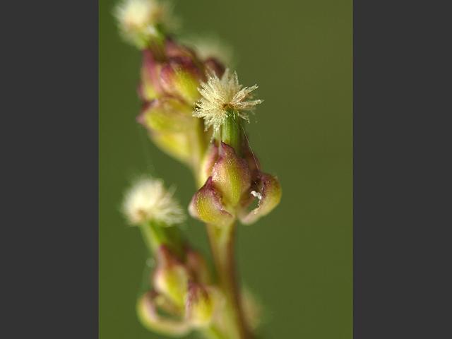 Triglochin palustris Marsh Arrowgrass Juncaginaceae Images