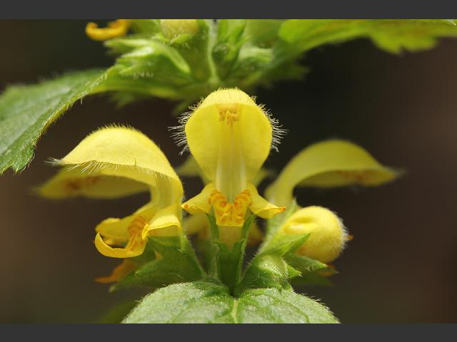 Lamiastrum galeobdolon subspecies argentatum Garden Yellow Archangel Lamiaceae Images