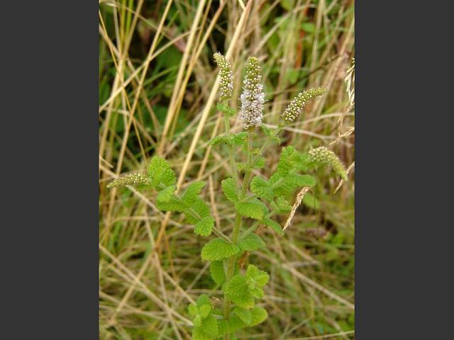 Mentha suaveolens Round leaved Mint Lamiaceae Images