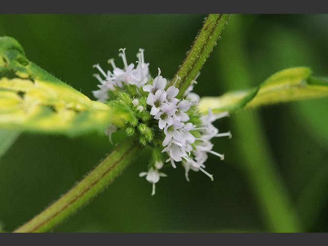 Mentha x gracilis Bushy or Ginger Mint Lamiaceae Images