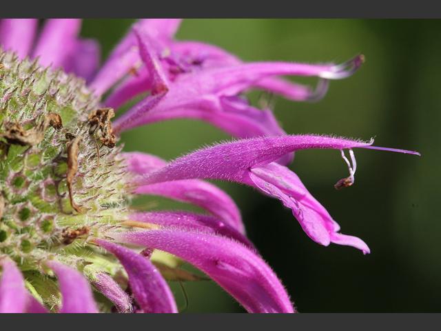 Monarda didyma Bergamot or Bee Balm Lamiaceae Images