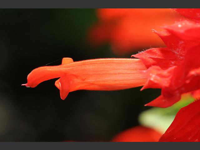 Salvia splendens Scarlet Sage Lamiaceae Images