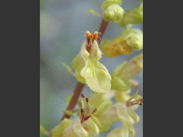 Teucrium scorodonia Wood Sage Lamiaceae Images