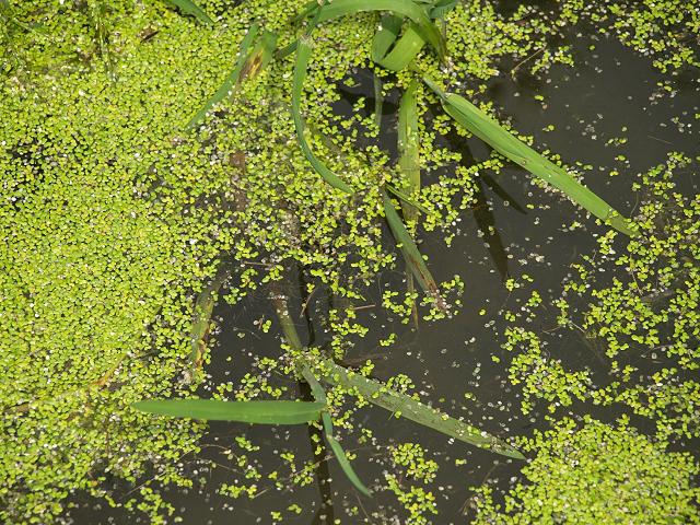 Lemna minor Common Duckweed Lemnaceae Images