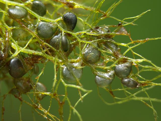 Utricularia australis Bladderwort Lentibulariaceae Images