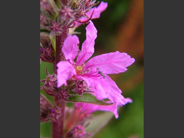 Lythrum salicaria Purple Loosestrife Lythraceae Images