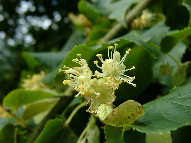 Tilia cordata - Small-leaved Lime (Malvaceae Images)
