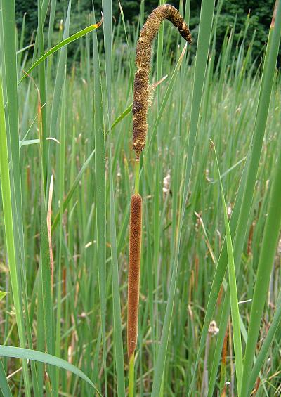 Typhaceae the Bulrush or Reedmace Family Typhaceae Images