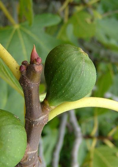 Moraceae Fig Family