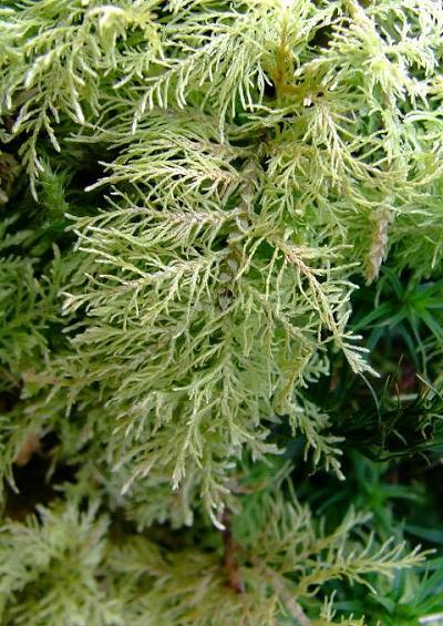 lower plants moss