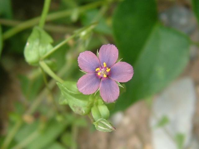 Anagallis arvensis var lilacina Dusky Plum Scarlet Pimpernel Myrsinaceae Images